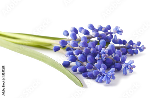 Obraz na plátne fresh muscari grape hyacinth flowers isolated on white background