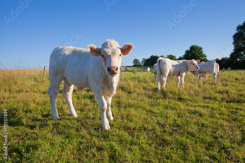 Vaches au champ