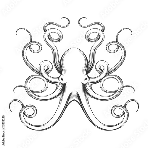 Engraved octopus vector illustration. Hand drawn giant octopus isolated on white background