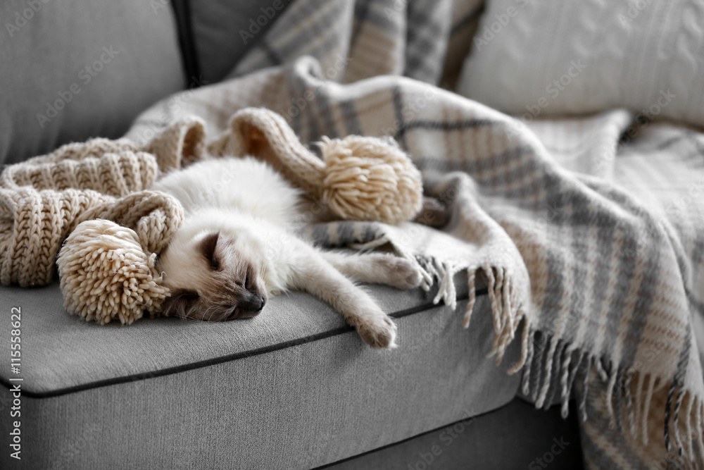 Color-point cat lying on a sofa in living room Color-point cat lying on a sofa in living room