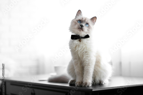Color-point cat with bow tie sitting on black table in living room