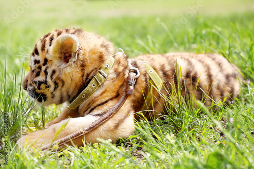 Fototapeta Naklejka Na Ścianę i Meble -  Baby tiger lying on grass
