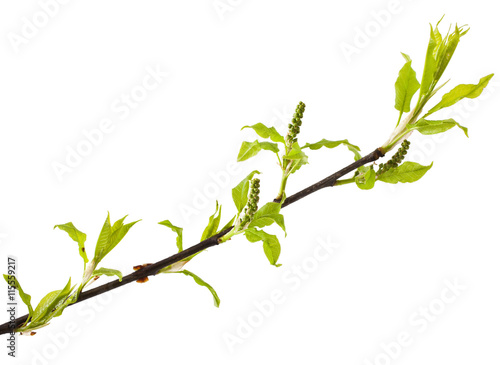 Bird cherry stem with buds isolated on white background. Prunus padus