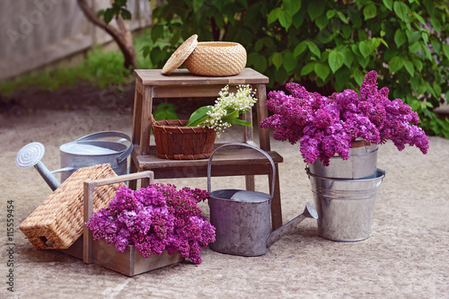 Purple lilac in the metal bucket