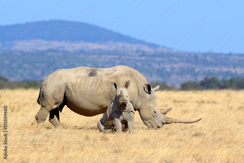 Fototapeta premium Rhino on savannah in Africa