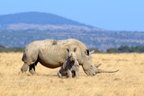 Rhino on savannah in Africa