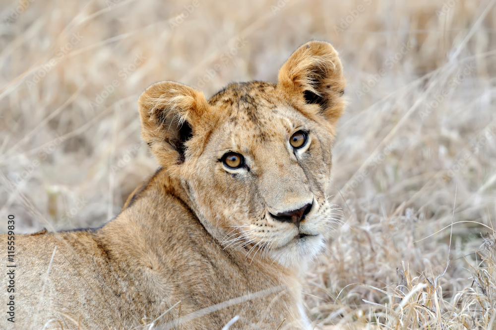 African lion in the Park South Africa African lion in the Park South Africa