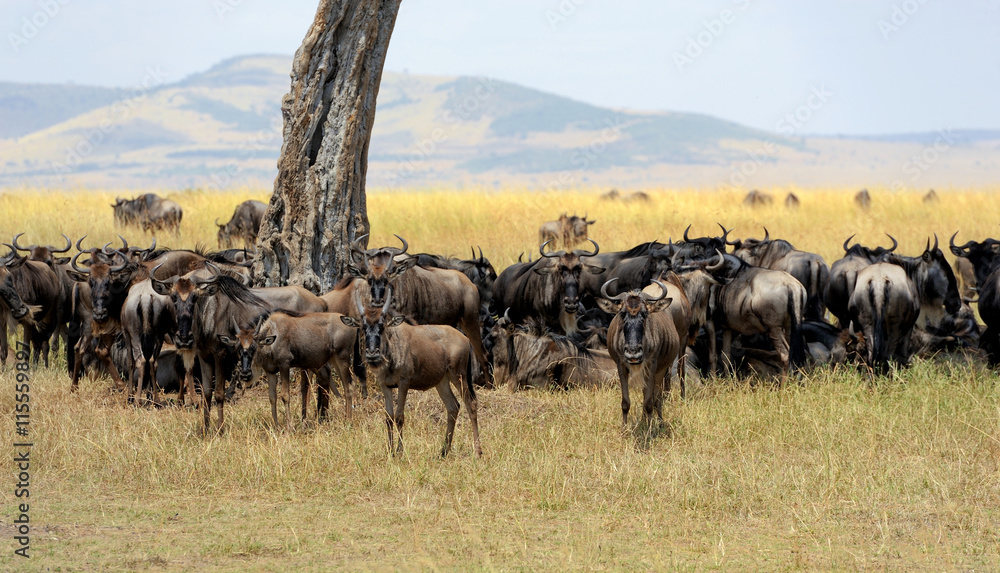 Wildebeest in National park of Africa Wildebeest in National park of Africa
