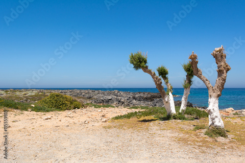 Amazing trees and rocky coast near Stavros beach, Crete island, Greece. photo