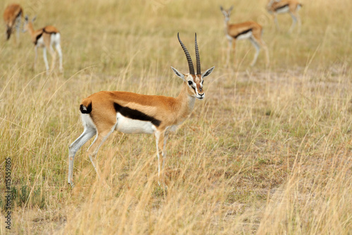 Thomson's gazelle on savanna in Africa © byrdyak