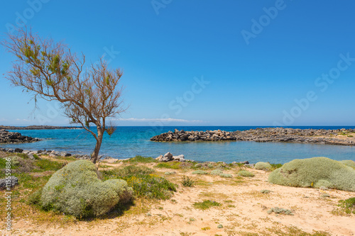 One tree and rocky coast near Stavros beach, Crete island, Greece. © vivoo