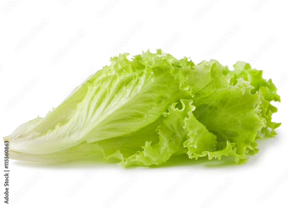 wet lettuce on the white background wet lettuce on the white background