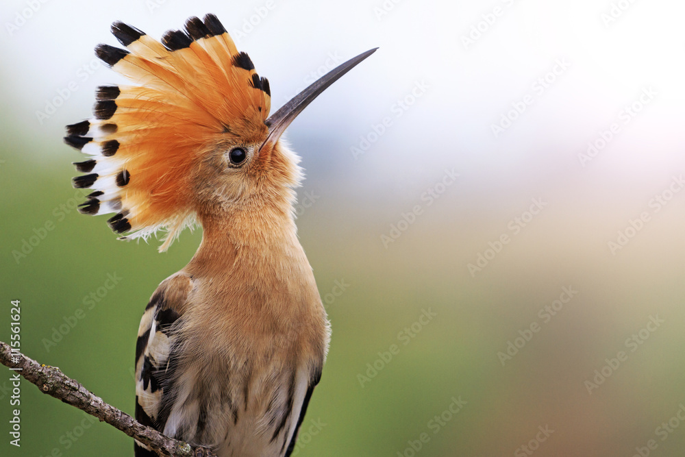 magnificent bird with bangs sunny hotspot magnificent bird with bangs sunny hotspot