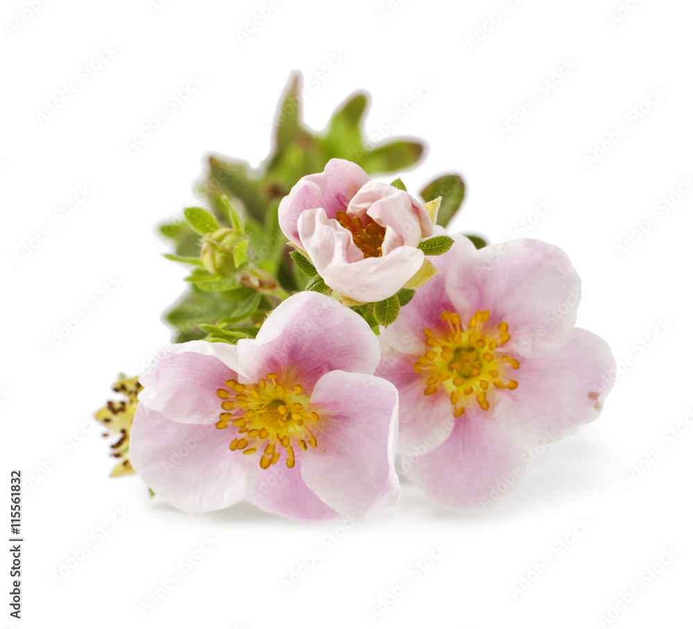 Fototapeta premium Shrubby Cinquefoil blooming, isolated on white background (Potentilla) 