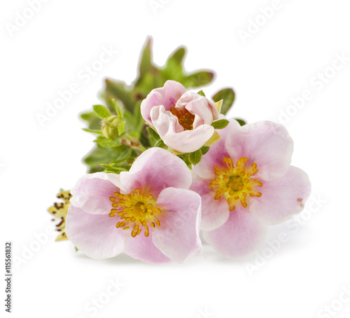 Shrubby Cinquefoil blooming  isolated on white background  Potentilla  