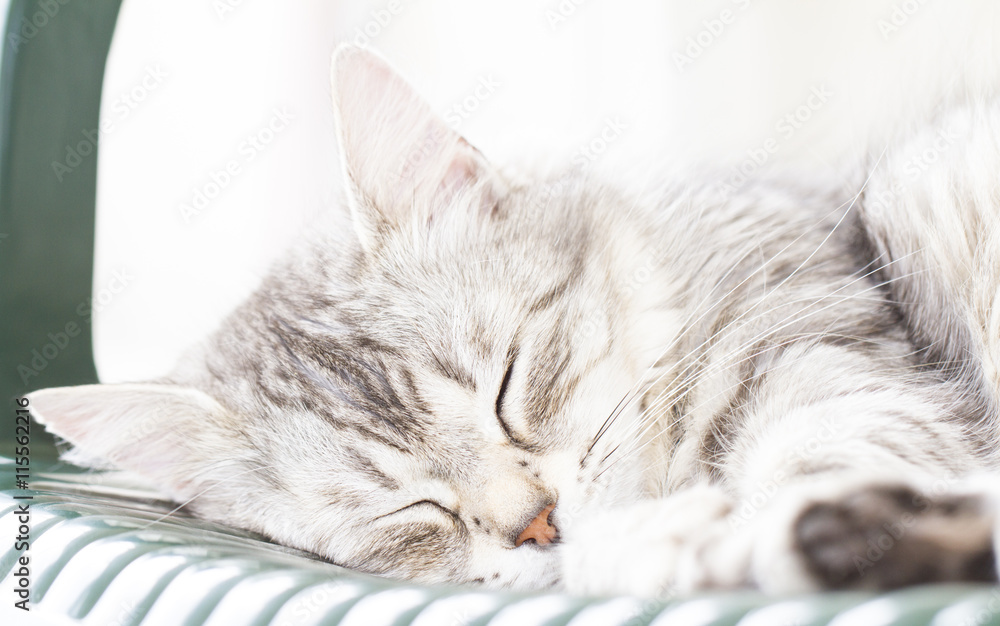 Naklejka premium cat sleeping, beautiful silver kitten