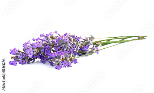 Fototapeta Naklejka Na Ścianę i Meble -  Beautiful lavender on white background