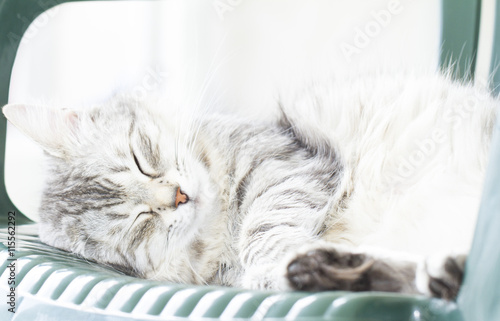 cat sleeping, beautiful silver kitten