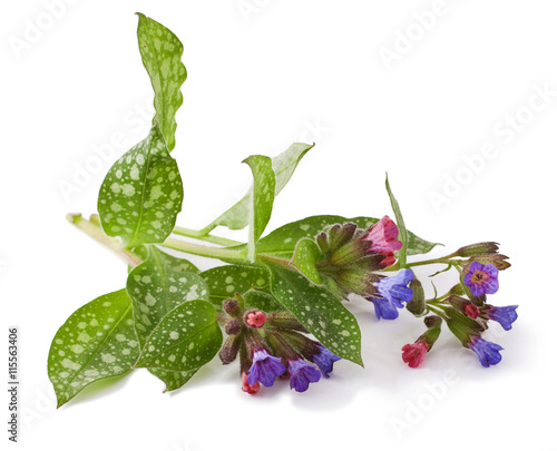Lungwort medicinal (Pulmonaria officinalis) isolated on white