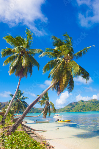 Palms over the beautiful lagoon on Praslin Island  Seychelles