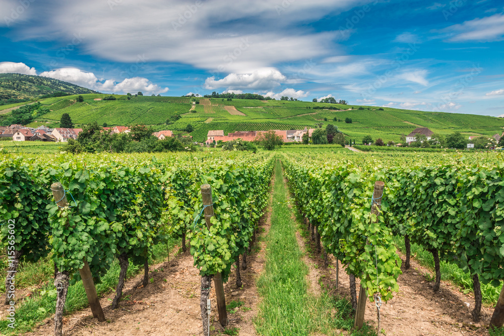 Vineyard in Riquewihr village in Alsace Region in France