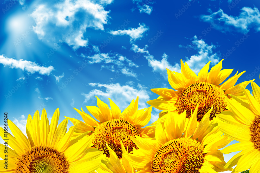 Naklejka premium Beautiful sunflower field in summer. yellow flowers