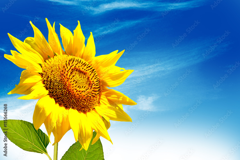 Fototapeta premium Beautiful sunflower field in summer. yellow flowers