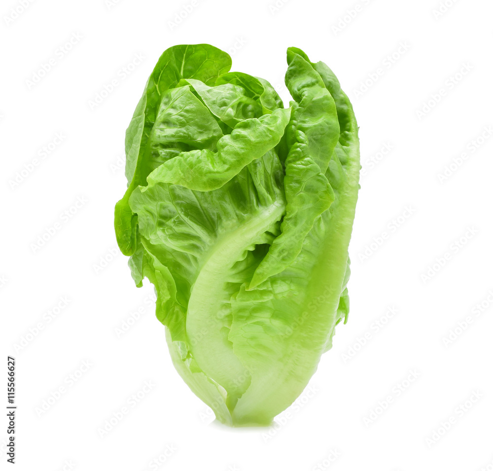 fresh baby cos (lettuce) on white background fresh baby cos (lettuce) on white background
