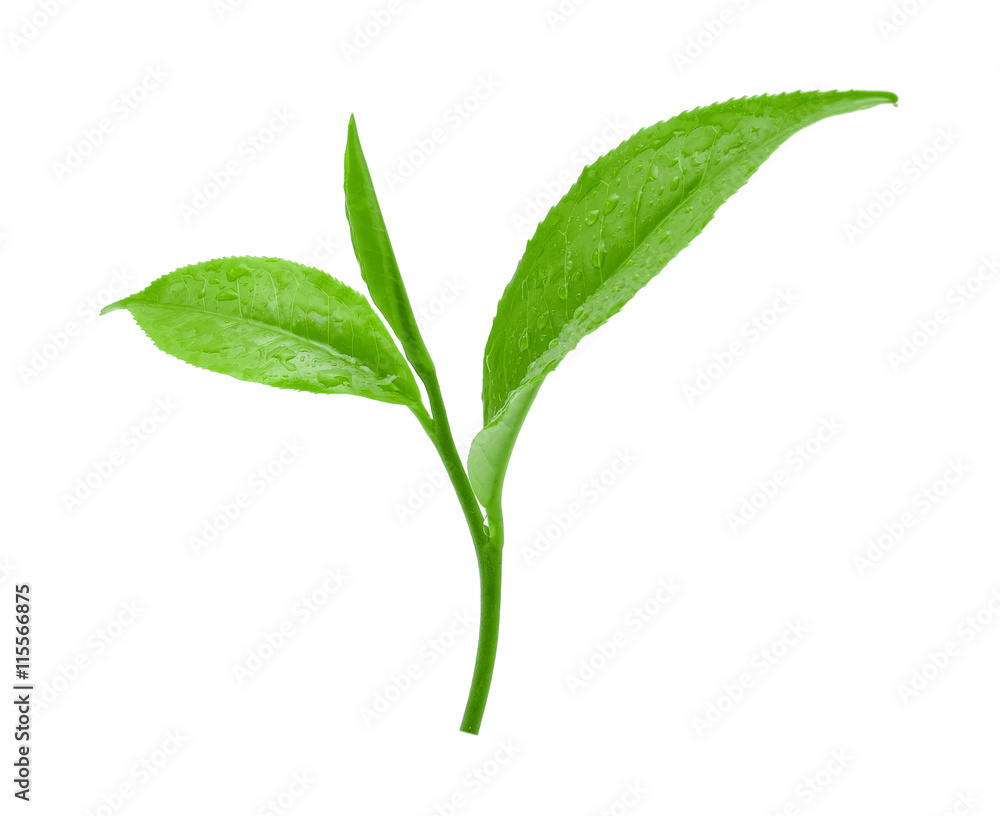 Green tea leaf with drops of water on white background.