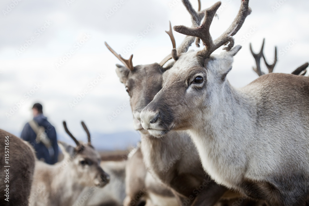 Sweden, Lapland, Levas, Portrait of reindeer (Rangifer tarandus) in herd Sweden, Lapland, Levas, Portrait of reindeer (Rangifer tarandus) in herd