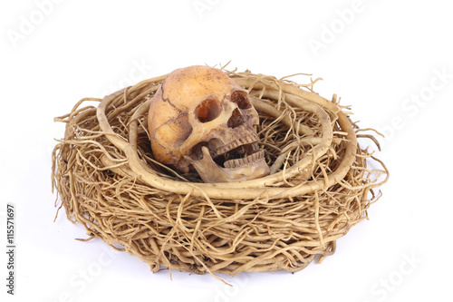Stock Photo:.Still life with skull in abandoned bird nest