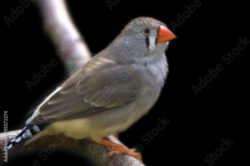 Zebra finch perched on branch and black background.