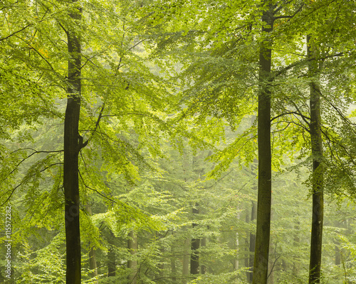 Sweden, Skane, Torup, Bokskogen, Beech trees (Fagus sylvatica) in forest photo