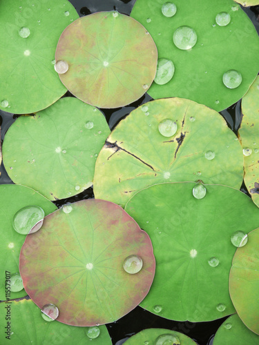 rain drop on a lotus leaves
