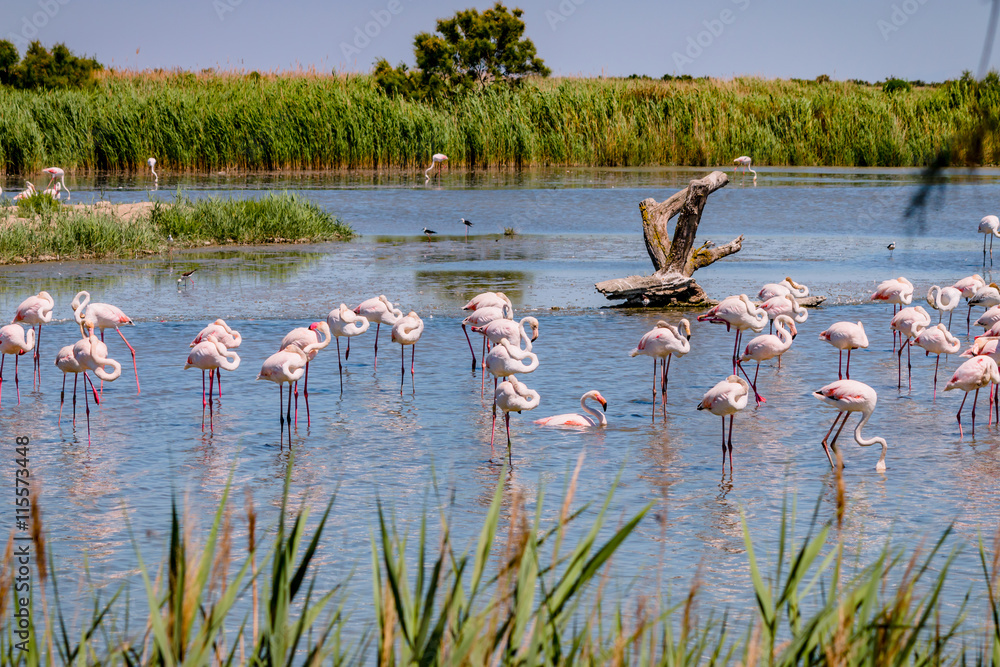Naklejka premium Flamingi z Camargue