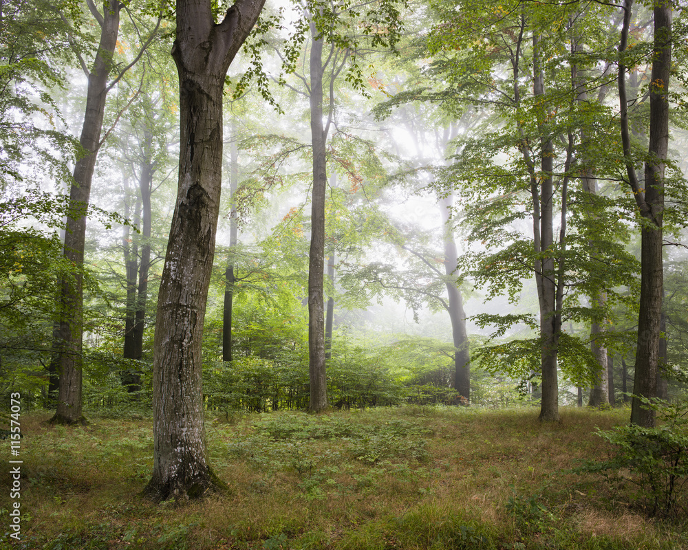 Sweden, Skane, Trees in forest Sweden, Skane, Trees in forest