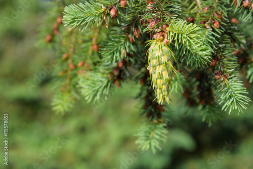 Close-up of fresh growth on an evergreen tree 