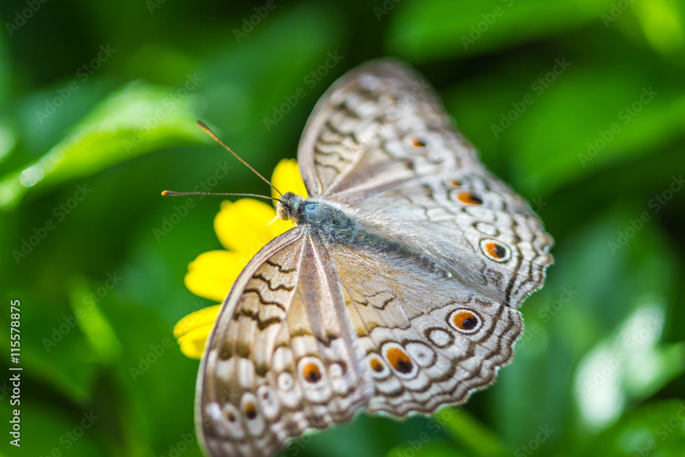 Fototapeta premium butterfly on flower