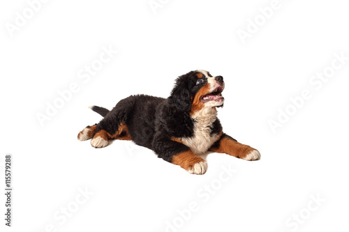 bernese mountain dog © tugolukof