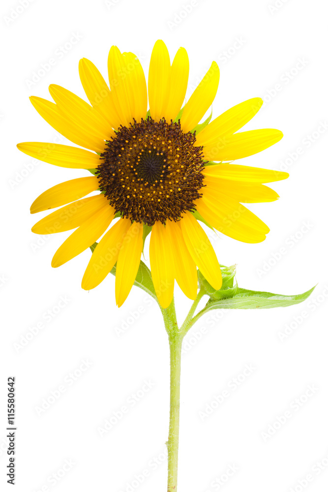 Fototapeta premium Beautiful close-up of yellow sunflower and green leaf.