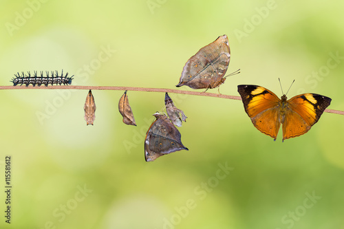 Autumn Leaf butterfly life cycle