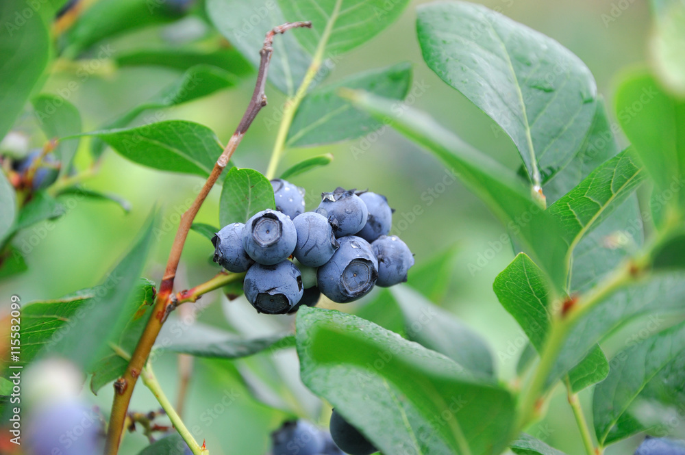fresh blueberry on the tree