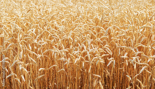 Golden wheat field bread nature background