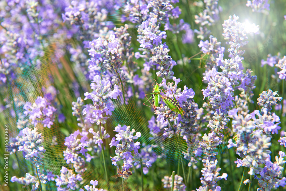 Obraz premium Lavender flowers lilac nature summer field background