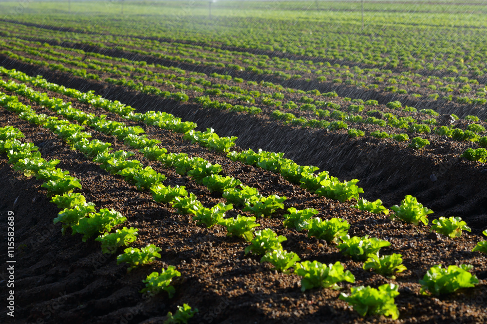 Lettuce farming closeup with water from sprayers spraying onto the lettuce Lettuce farming closeup with water from sprayers spraying onto the lettuce