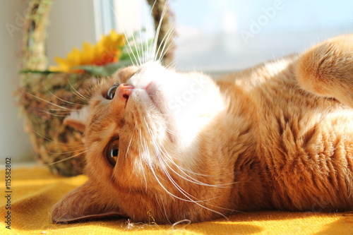 Ginger cat enjoying the sun