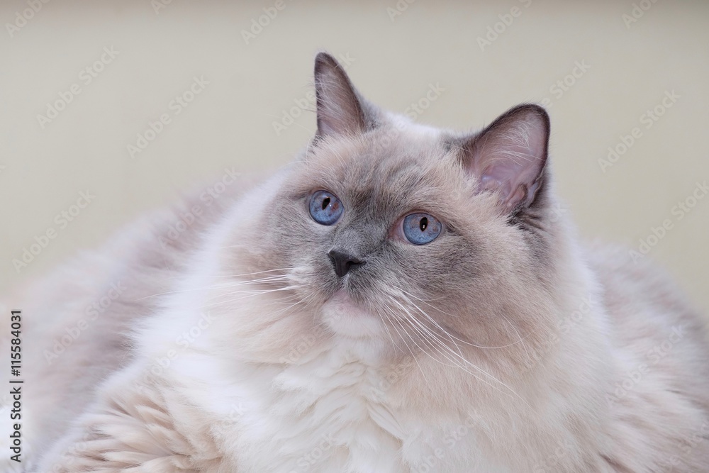 Cat blue eyes. Ragdoll cat purebred blue mitted. Photos | Adobe Stock