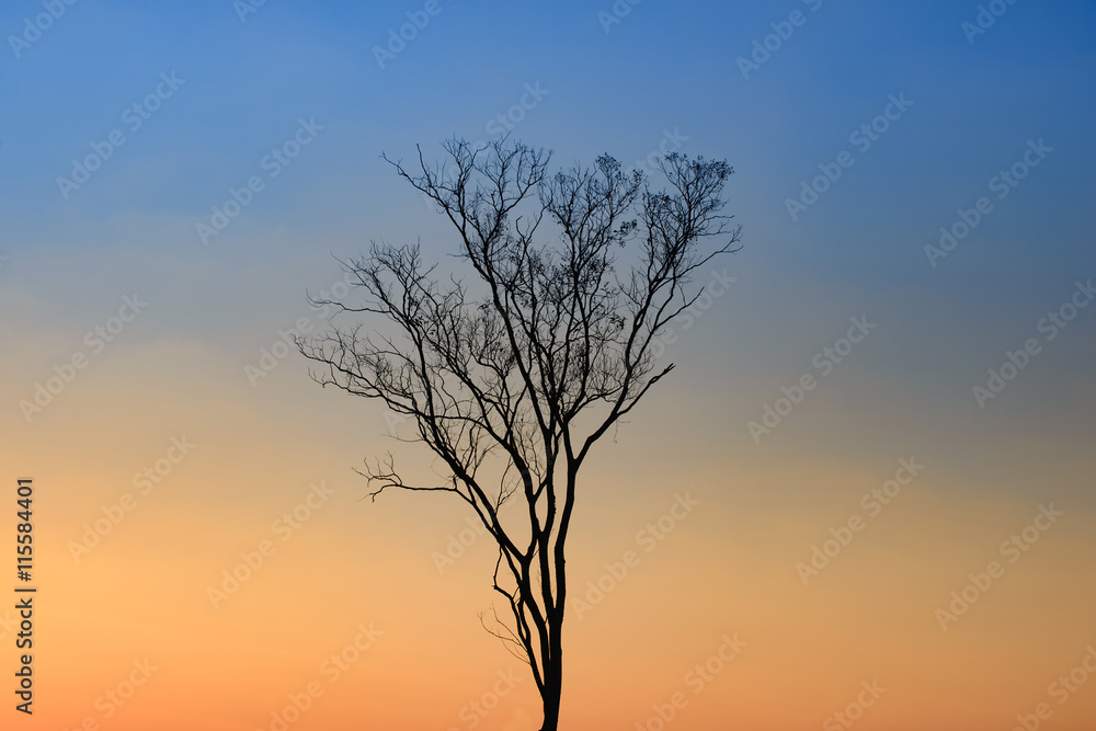 Naklejka premium lonely tree against sunrise background,Loei province in Thailand