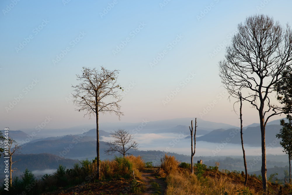 Naklejka premium Big tree against sunrise background,Loei province in Thailand