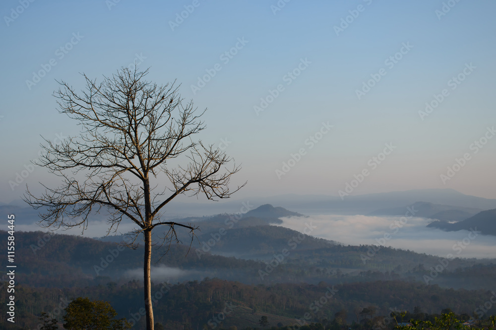 Naklejka premium Samotne drzewo na tle wschodu słońca, prowincja Loei w Tajlandii
